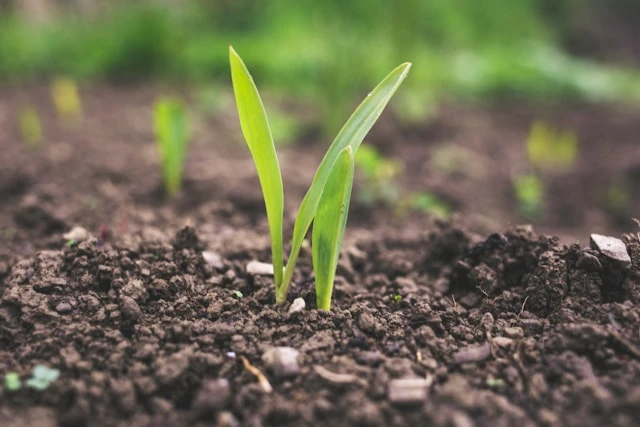 The Building Blocks of Healthy Soil: Why Soil Nutrition Matters
